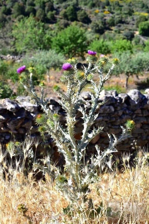 Non-Native Plants Including Thistle 