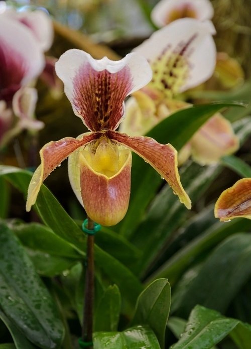Rare and Unique Orchids Around the World 13