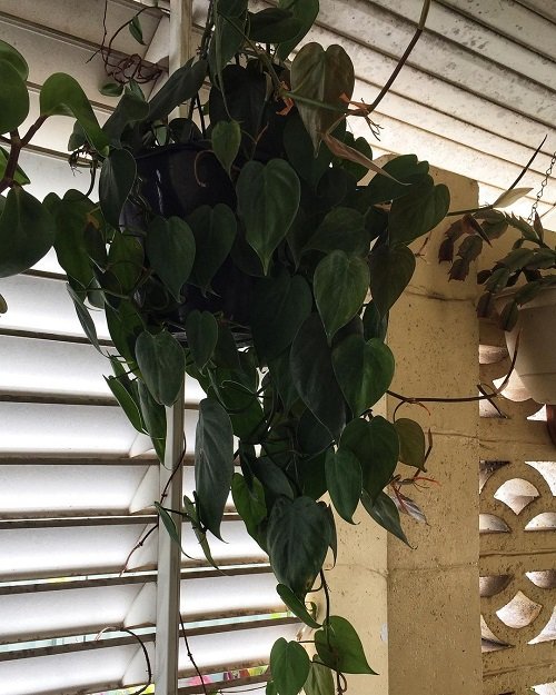 Hanging Plants that are Impossible to Kill 1