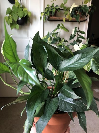 Baltic Blue Pothos Care and Growing Information