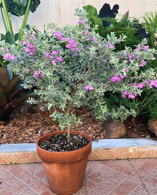How to Grow Texas Sage Plant in Pot 2