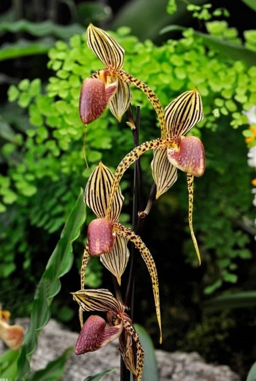 Rare and Unique Orchids Around the World 3