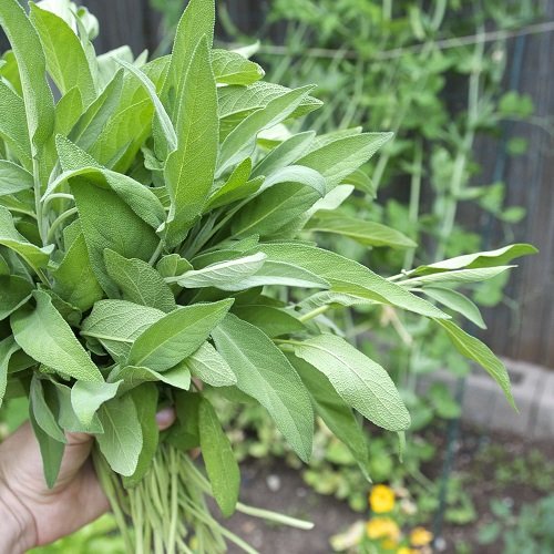  Herbs for Pasta making 