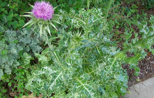 Non-Native Weeds with Thistle in garden