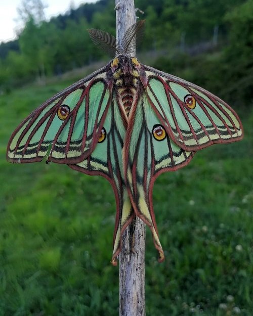 Cute Moths that are as Beautiful as Butterflies 3
