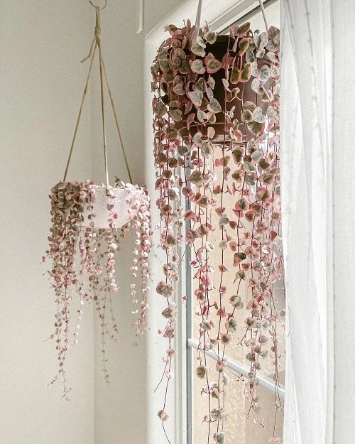 Hanging Plants for the Ceiling