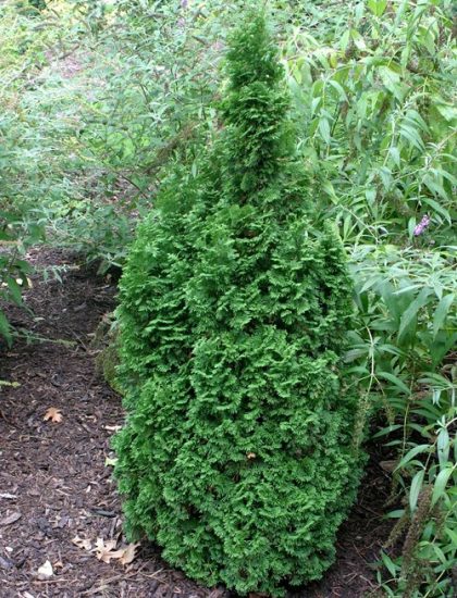 16 Different Types of Arborvitae Varieties for Privacy