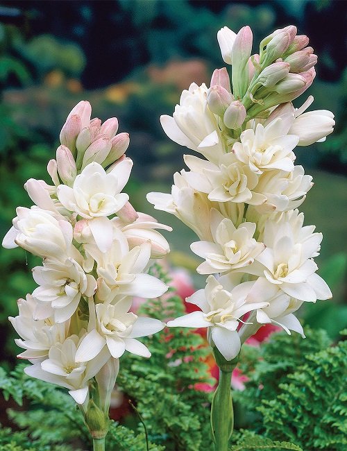 Best White Hawaiian Flowers 9