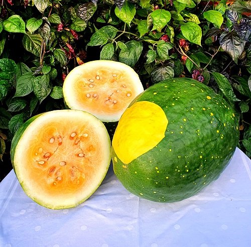Best Yellow Watermelons 85