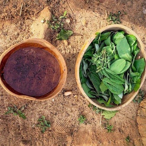 Best African Herbs You Can Grow for Cooking 3