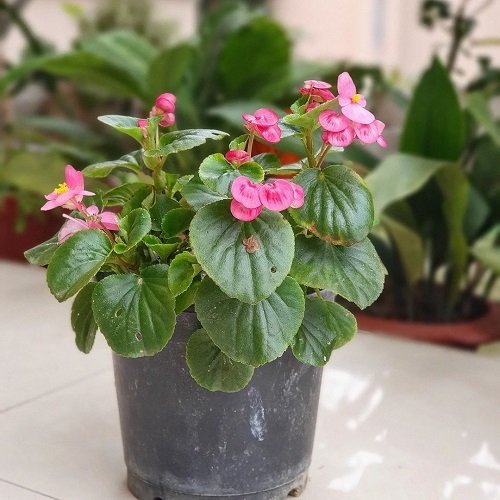 Beautiful Pink Begonia Pictures 10