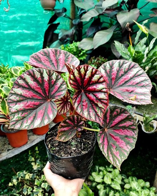 Beautiful Pink Begonia Pictures 30