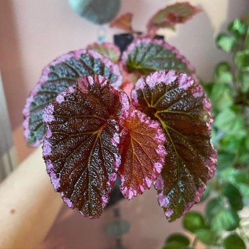 Beautiful Pink Begonia Pictures 22