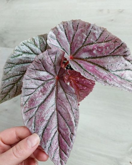 50 Beautiful Pink Begonia Pictures to Inspire You into Growing the Plant!