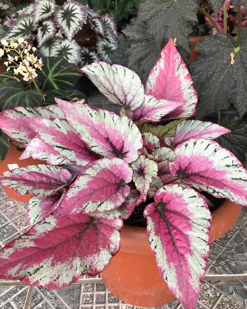 Beautiful Pink Begonia Pictures 36