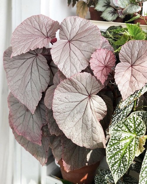 Beautiful Pink Begonia Pictures 42