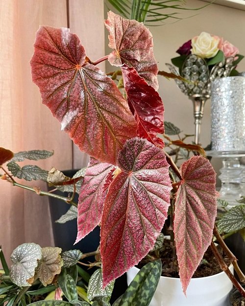Beautiful Pink Begonia Pictures 46