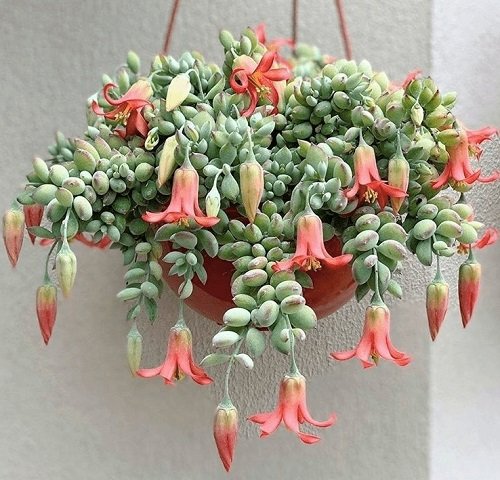 Cotyledon Pendens Succulent in hanging planter 2