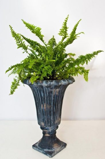 36 Indoor Plant Cuttings that Look Good in Vases