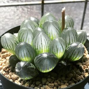 8 Rare Crystal Clear Succulents