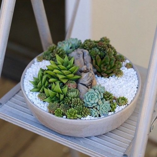 Indoor Succulent Garden Ideas 30