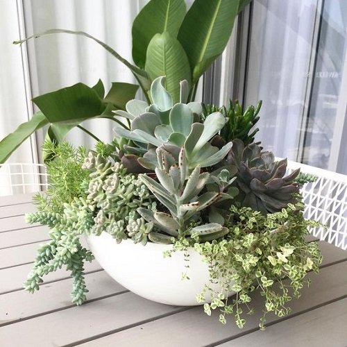 Indoor Succulent Garden Ideas 37