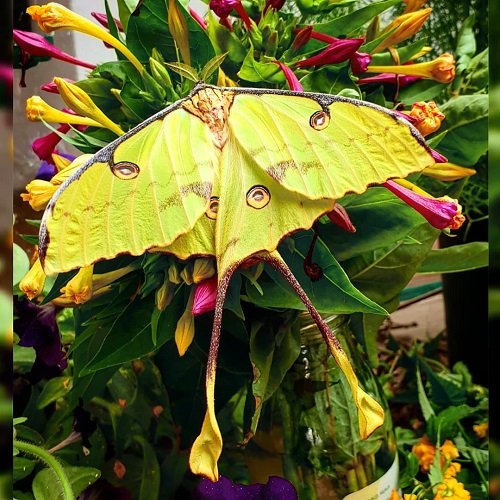 Cute Moths that are as Beautiful as Butterflies