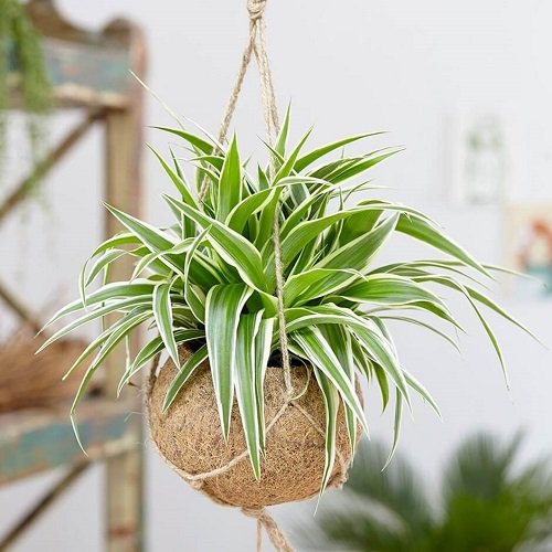 Spider Plant-Plants that Grow Without Sunlight