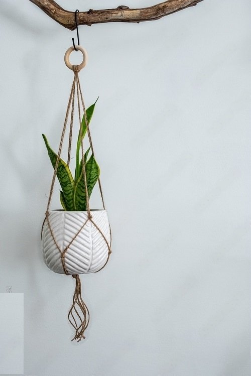 Hanging Plants that are Impossible to Kill 4