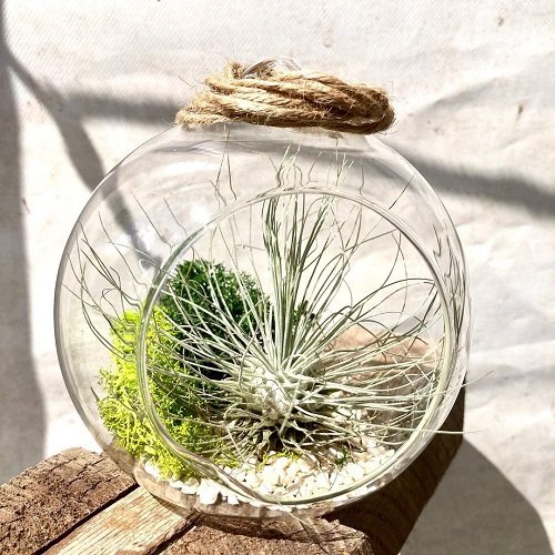 air plant care tips 2