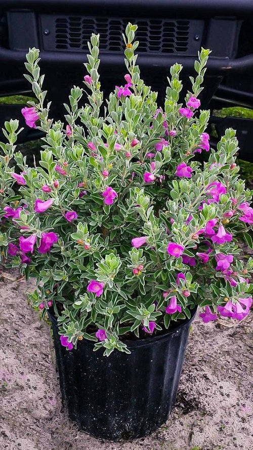 How to Grow Texas Sage Plant in Pot 