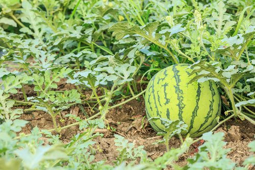 Best Yellow Watermelons 25