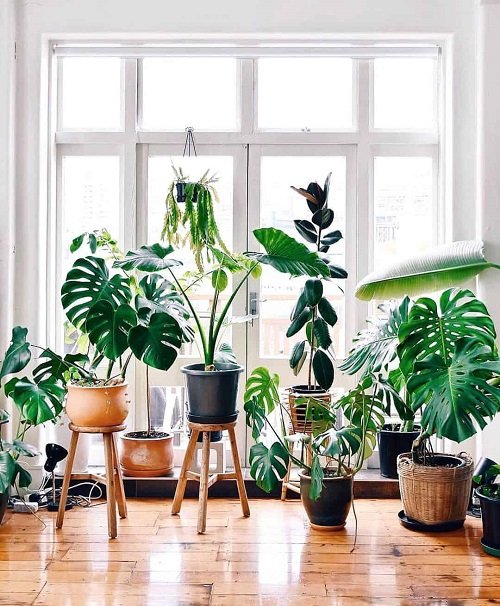 Plant Stylists' Secrets to Design Your Home with Plants 1