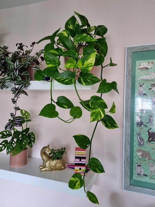 The Best Tips for trailing Pothos  Give it Some Rest