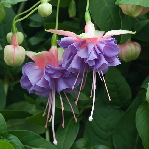 Fuchsia Varieties for Hanging Baskets 2