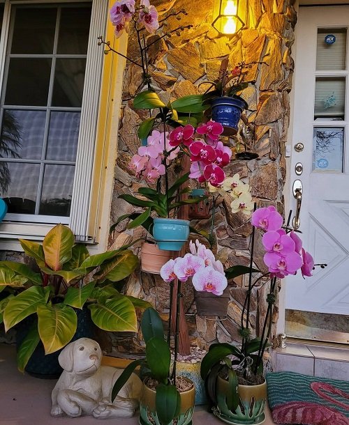 Top Ideas for a Balcony Orchid Garden 9