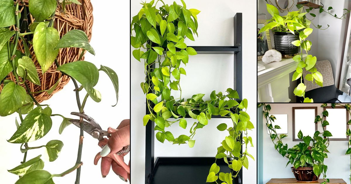 How To Get Pothos To Trail 