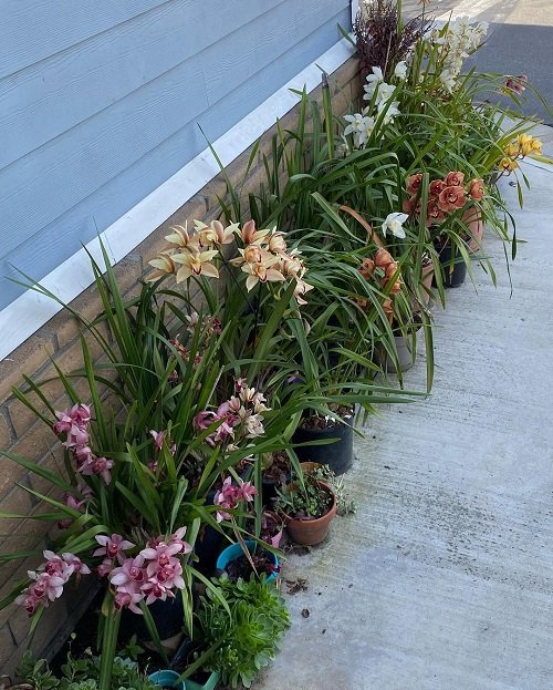Balcony Orchid Garden Ideas 10