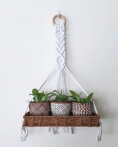 Hanging Shelf Plant Collection on the Shelves