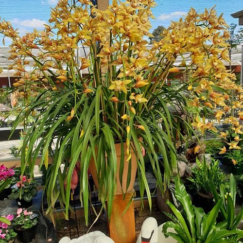 Ideas for a Balcony Orchid Garden 11