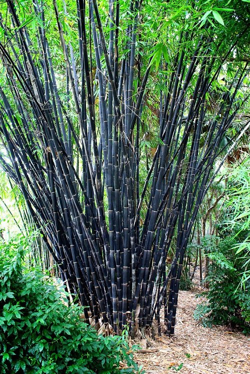 Types of Bamboos to Grow in Containers & Indoors 12