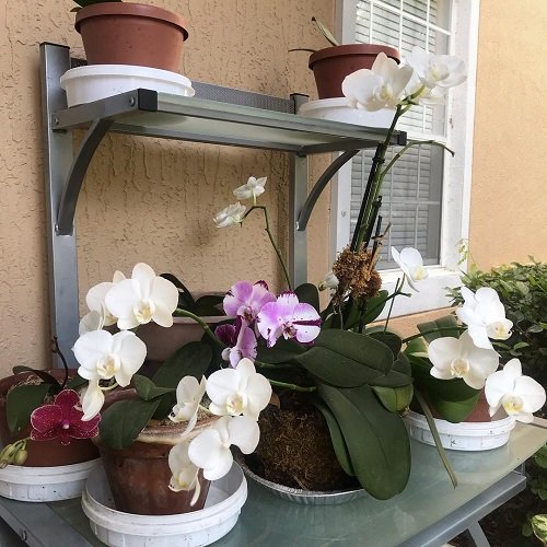 Ideas for a Balcony Orchid Garden 13