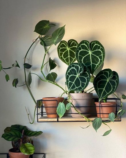 28 Plant Collection on the Shelves Pictures | Balcony Garden Web