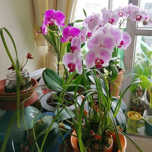 Best Balcony Ideas for an Orchid Garden 15