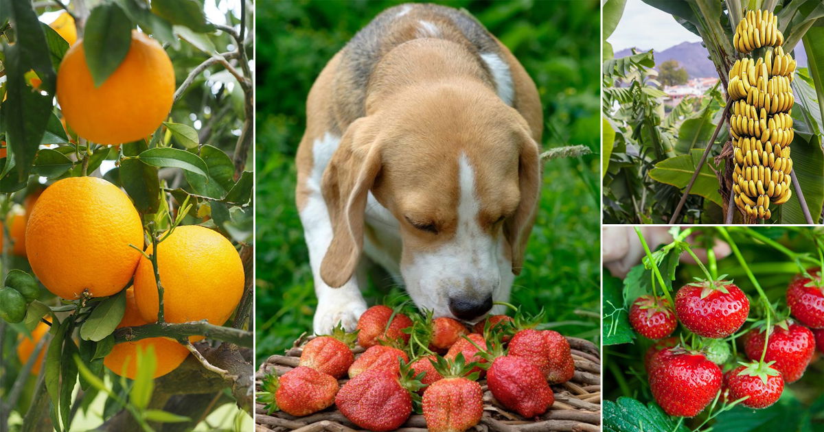 can dogs eat citrus fruits