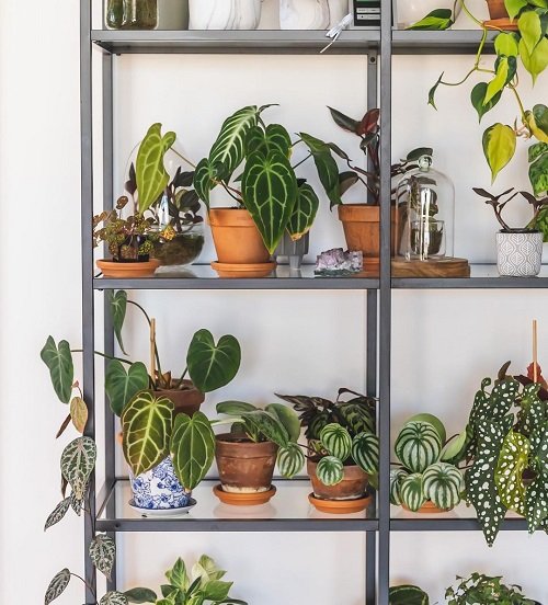 Heart-shaped Leaf Plant Collection on the Shelves 