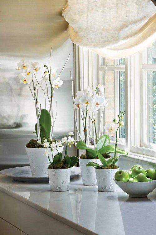 Excellent Ideas for a Balcony Orchid Garden 18