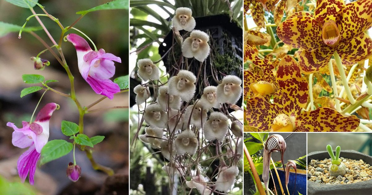 19 Plants that Look like Animals | Animal Like Flowers