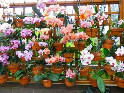 Balcony Ideas for Orchid Gardens 12