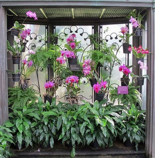Best Balcony Ideas for an Orchid Garden 20